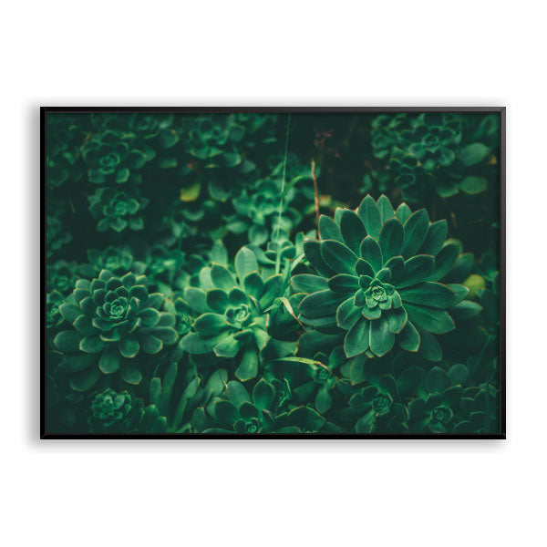 Quadro Decorativo Suculentas Moldura Filete Preta