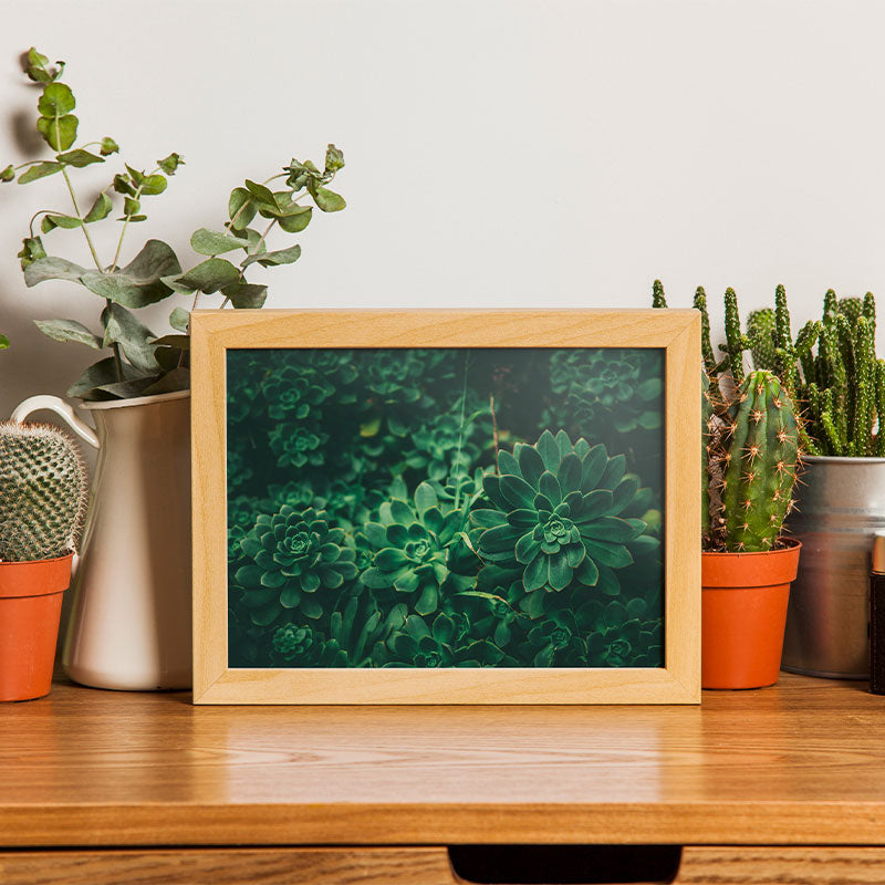 Quadro Decorativo Suculentas