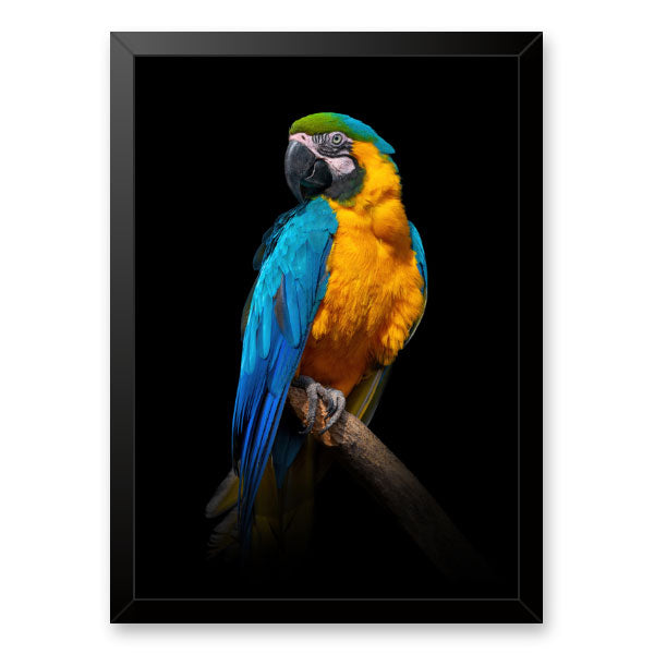 Quadro Decorativo Arara Azul Moldura Tradicional Preta