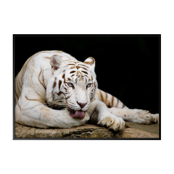 Quadro Decorativo Tigre Branco Com Olhos Azuis Moldura Filete Preta