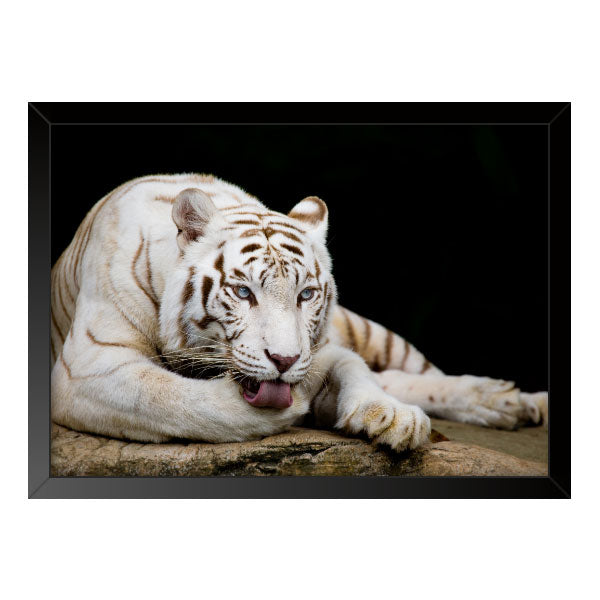 Quadro Decorativo Tigre Branco Com Olhos Azuis Moldura Tradicional Preta