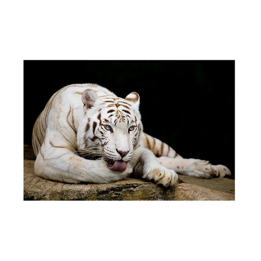 Quadro Decorativo Tigre Branco Com Olhos Azuis