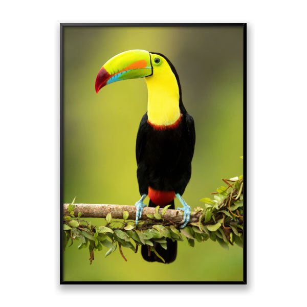 Quadro Decorativo Tucano Moldura Filete Preta