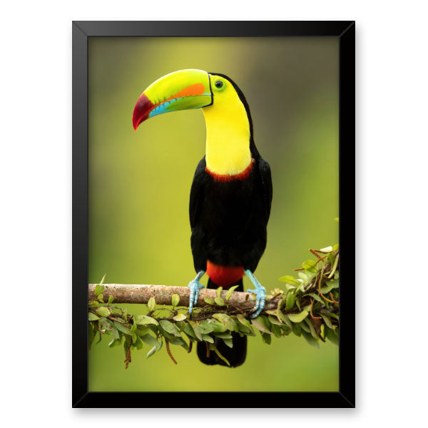 Quadro Decorativo Tucano Moldura Tradicional Preta